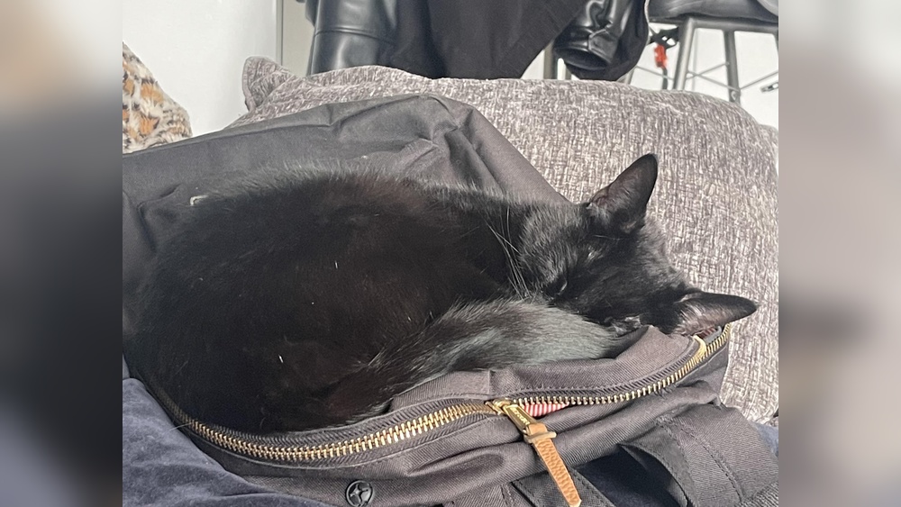 Why Does My Cat Lay on My Backpack